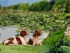 Dogs and waterlilies