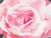 aquarelle-pink-rose